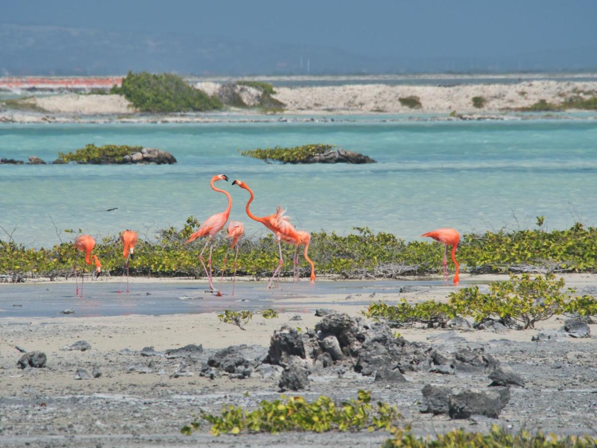 Chuchubi Studio Apartment Bonaire คราเลนไดค์ ภายนอก รูปภาพ